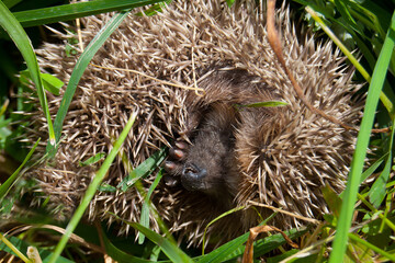 The hedgehog curled up in the grass on a sunny summer day.