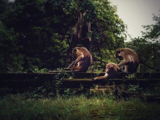 group of people in the forest © Piotr