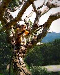squirrel on tree © Piotr