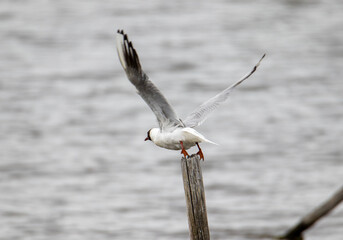 mouette s’élancent de son perchoir 