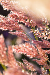 Pink Plant Fronds