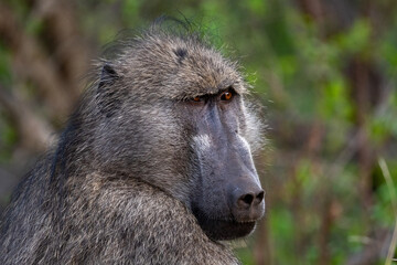 Portrait of chacma baboon