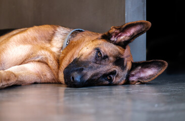 German Shepherd dog with flea collar Resting soundly on concrete floor, purebred canine dog