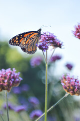 Monarch Butterfly in Botanical Gardens