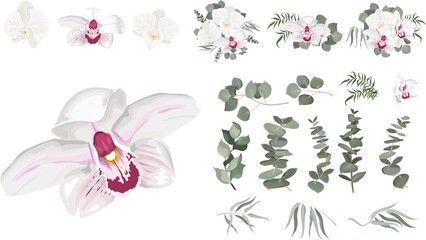Vector Floral Set. White orchid, eucalyptus sprigs, seaweed, green leaves and plants. Flowers and plants on white background.