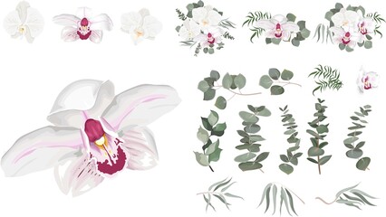 Vector Floral Set. White orchid, eucalyptus sprigs, seaweed, green leaves and plants. Flowers and plants on white background.