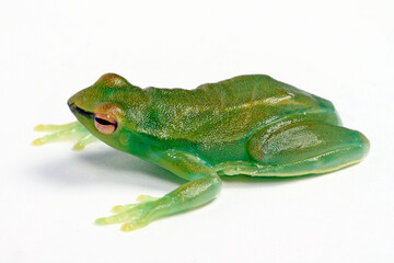Orinoco lime treefrog, greater hatchet-faced treefrog // Giftgrüner Beilnasen Frosch (Sphaenorhynchus lacteus)