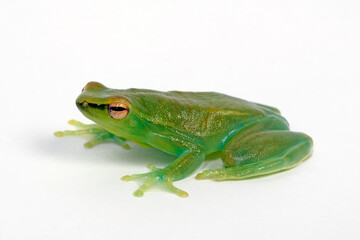 Orinoco lime treefrog, greater hatchet-faced treefrog // Giftgrüner Beilnasen Frosch (Sphaenorhynchus lacteus)