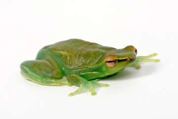 Orinoco lime treefrog, greater hatchet-faced treefrog // Giftgrüner Beilnasen-Frosch (Sphaenorhynchus lacteus)