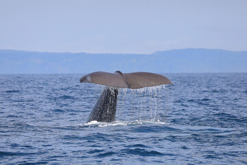 Naklejka premium 【北海道】羅臼沖のマッコウクジラ