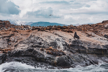 Isla de los lobos sobre el Canal de Beagle