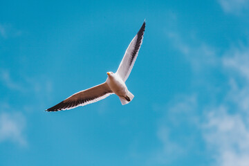 Gaviota Austral