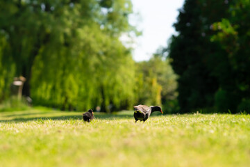 Teichhuhn im botanischen Garten 