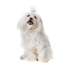 Beautiful and cute white bichon maltese dog over isolated background. Studio shoot of purebreed bichon puppy.