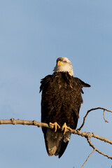 American Bald Eagle is regal raptor in Missouri at Loess Bluffs National Wildlife Refuge