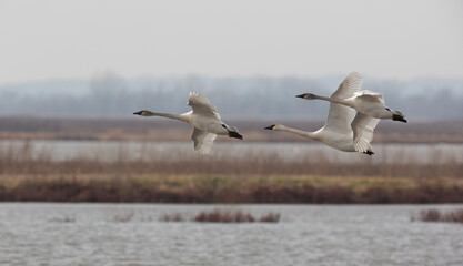 Graceful flight of Trumpeter Swans trio across sky and wetlands of Loess Bluffs National Wildlife Refuge in Missouri