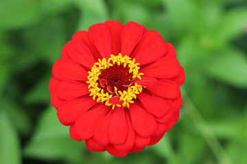 Gorgeous, red zinnia highlighted by a circular pattern of bright yellow florets.