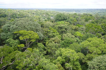 Natural beauty, Floresta Amazonica, which definitely needs to be preserved. View from the tower of the Musa botanical garden. Manaus, Brazil. - obrazy, fototapety, plakaty