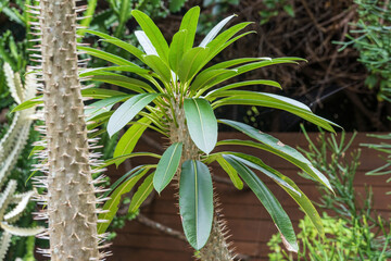 Madagascar palm (Pachypodium lamerei) - Florida, USA
