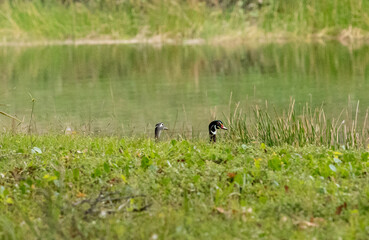 Paranoid wood ducks Aix sponsa on the edge of a pond in Bonita Springs