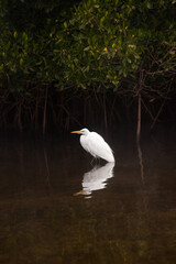 Great white egret Ardea alba with a reflection in a placid lake