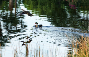Pair of wood ducks Aix sponsa on the edge of a pond