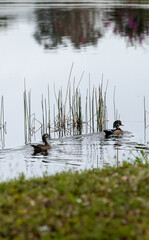 Pair of wood ducks Aix sponsa on the edge of a pond