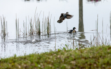 Skittish Pair of wood ducks Aix sponsa on the edge of a pond in Bonita Springs