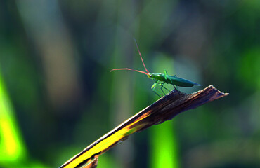 grasshopper on a leaf