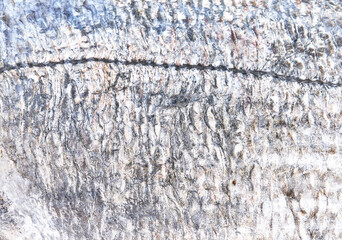 Fototapeta premium Gray peel of fish texture