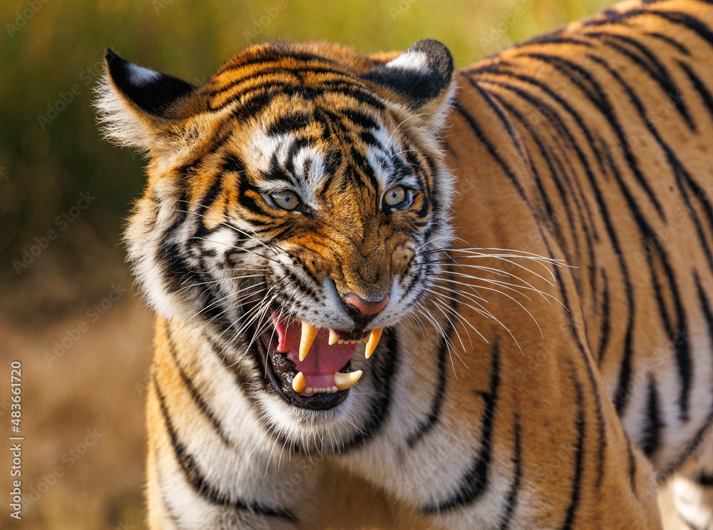 Poster a scenic view of the tiger with the open jaws roaring