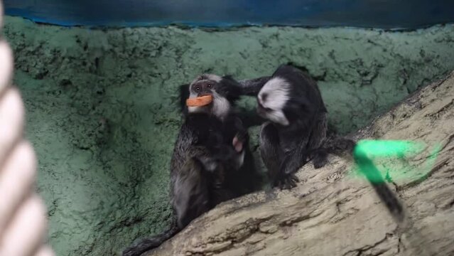 The happy White headed  marmoset  family, close up