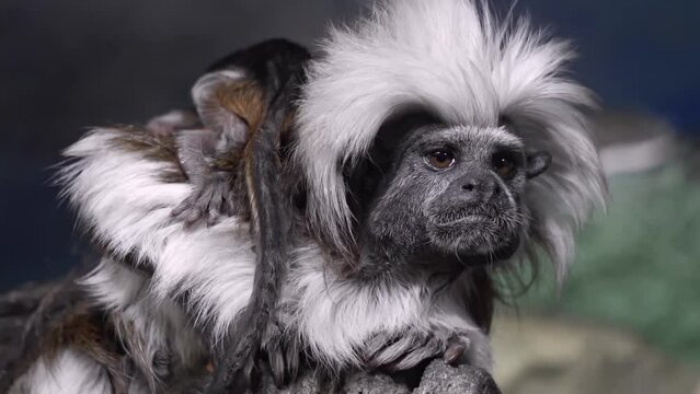 Cotton top tamarin with babies on her fur