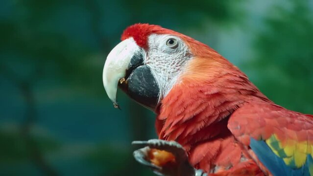 Ara&nbsp;macaws are large striking parrots with long tails , close up portrait