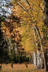Beautiful autumn forest trees with yellow leaves