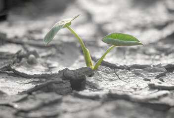Close up young plant growing up on desolate land.New life concept.Small plants on the crack earth.fresh,seed,Photo fresh and new hopes  concept idea.