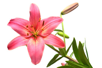 Beautiful pink lily flower isolated on white background