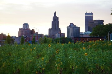 Fototapeta premium Providence Sunflower