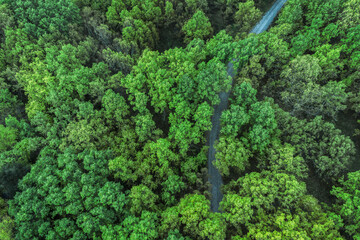 Road between lush green trees