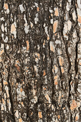  Tree bark texture, natural background