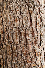  Tree bark texture, natural background