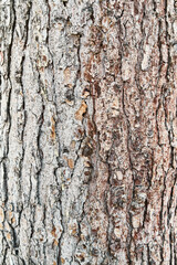  Tree bark texture, natural background