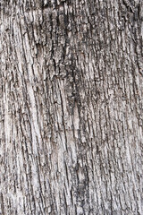 Obraz premium Tree bark texture, natural background