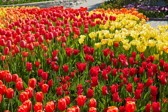 Colorful beautiful tulips growing in a large garden with many shades of red, orange, yellow, and purple