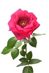 Pink rose flower macro isolated on a white background