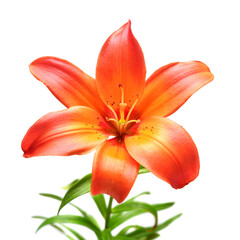 Beautiful lily flower orange isolated on white background
