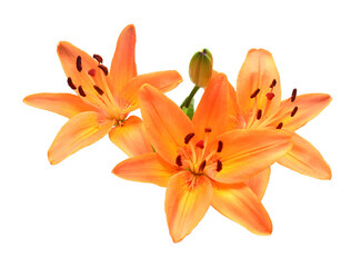 Beautiful lily flower orange isolated on white background - Powered by Adobe