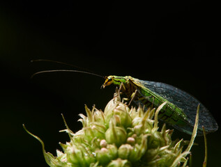 insect on a leaf
