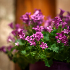 Obraz premium flowers in a pot