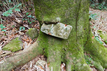 名札のくい込んだ樹木
